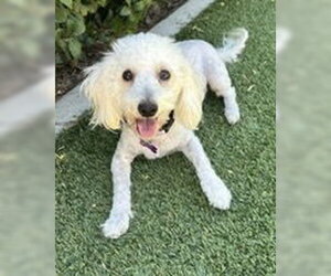 Maltipoo (Miniature) Dogs for adoption in Corona, CA, USA
