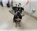 Small Mastiff Mix