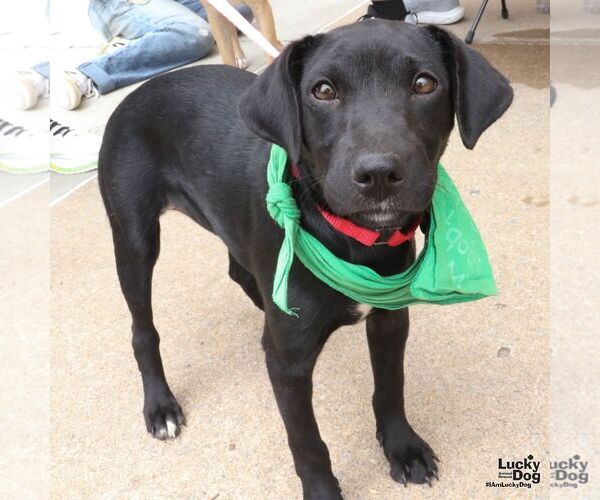 Medium Photo #5 Retriever -Unknown Mix Puppy For Sale in Washington, DC, USA