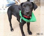 Small #4 Retriever  Mix