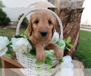 Goldendoodle Puppy for sale in CHICAGO, IL, USA