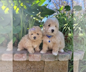 Maltipoo Puppy for sale in TEMECULA, CA, USA