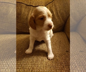 Brittany Puppy for sale in CHEYENNE, WY, USA