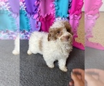 Small Photo #4 Poodle (Miniature) Puppy For Sale in FREDERICK, MD, USA