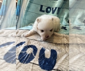 Pomeranian Dog for Adoption in SAINT LOUIS, Missouri USA