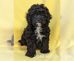 Small Photo #5 Cockapoo Puppy For Sale in CLARE, IL, USA