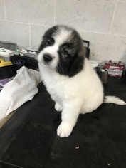 Pyredoodle Puppy for sale in DUBLIN, GA, USA