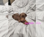 Small #11 Doberman Pinscher