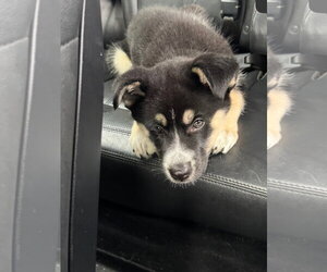 Gaffer (Soccer Litter) - Female Siberian Husky-Unknown Mix Dog for Adoption - Photo #10