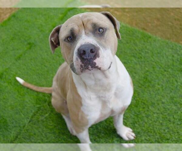 Medium Photo #2 American Bulldog-Unknown Mix Puppy For Sale in Tallahassee, FL, USA