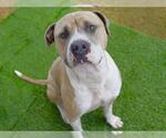 Small #1 American Bulldog Mix