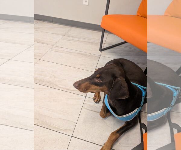 Medium Photo #5 Doberman Pinscher Puppy For Sale in Minneaoplis, MN, USA