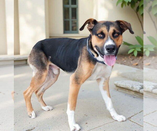 Medium Photo #2 German Shepherd Dog-Unknown Mix Puppy For Sale in Pasadena, CA, USA
