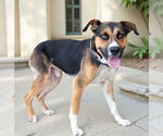 Small #1 German Shepherd Dog Mix