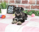 Small Photo #4 Schnauzer (Miniature) Puppy For Sale in SYRACUSE, IN, USA