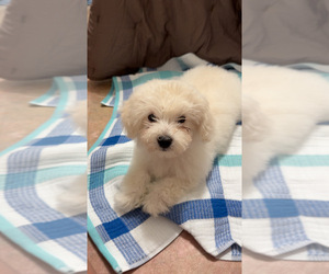 Morkie-Poodle (Toy) Mix Puppy for sale in MONTEGUT, LA, USA