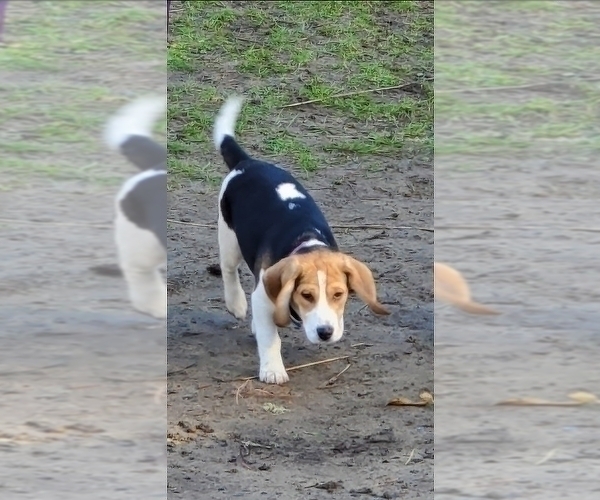 Medium Photo #1 Beagle Puppy For Sale in COOS BAY, OR, USA