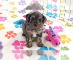 Small #3 Yorkipoo