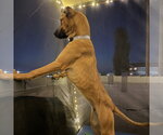 Small #2 Boxer Mix