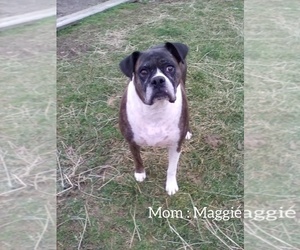 Mother of the Boxer-English Bulldog Mix puppies born on 11/21/2023