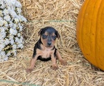 Puppy Poppy Miniature Pinscher