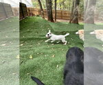 Small Photo #4 Jack Russell Terrier-Unknown Mix Puppy For Sale in Ball Ground, GA, USA