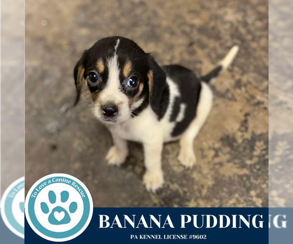 Medium Photo #1 Beagle-Unknown Mix Puppy For Sale in Kimberton, PA, USA