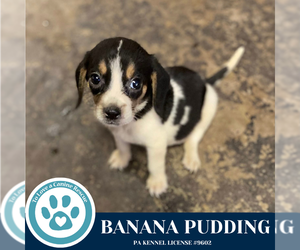 Beagle-Unknown Mix Dogs for adoption in Kimberton, PA, USA