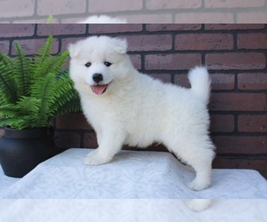 Samoyed Puppy for sale in SANTA MARIA, CA, USA