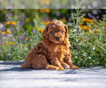 Puppy Shadow Cavapoo