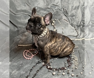 French Bulldog Puppy for sale in SAN MARCOS, TX, USA