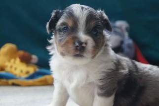 Miniature American Shepherd Puppy for sale in RAINIER, OR, USA