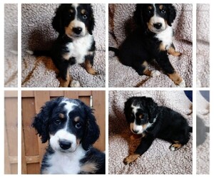Miniature Bernedoodle Puppy for sale in EAST CANTON, OH, USA