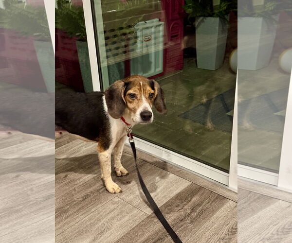 Medium Photo #1 Beagle Puppy For Sale in Tampa, FL, USA