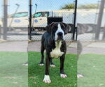 Small Staffordshire Bull Terrier