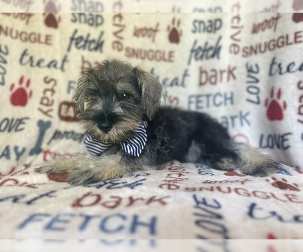 Medium Photo #6 Schnauzer (Miniature) Puppy For Sale in LAKELAND, FL, USA