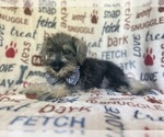Small #5 Schnauzer (Miniature)