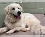 Small #1 Great Pyrenees Mix