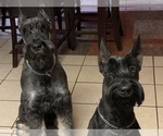 Small #2 Schnauzer (Giant)