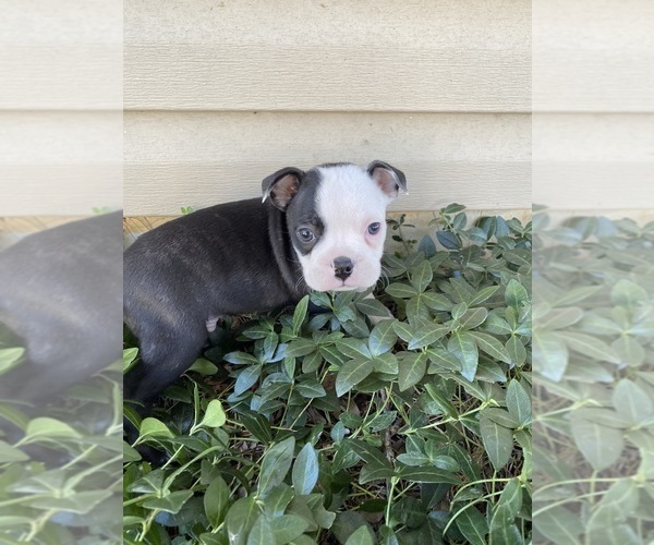 Medium Photo #3 Boston Terrier Puppy For Sale in FREDONIA, KS, USA