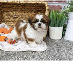 Dorothy - Female Shih Tzu Puppy for Sale - Photo #6