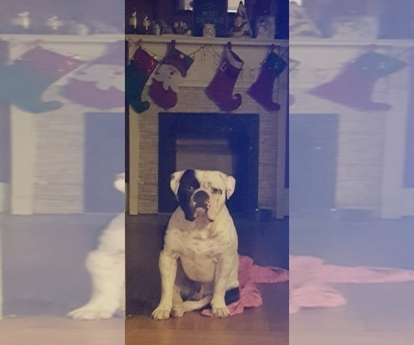 Medium Photo #1 Olde English Bulldogge Puppy For Sale in ROCHESTER, NY, USA