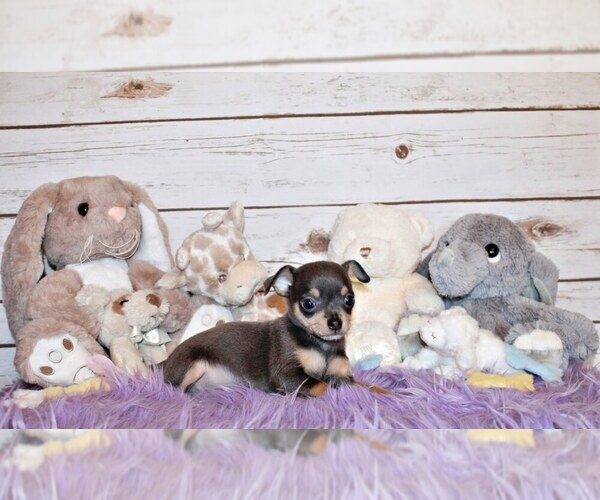 Medium Photo #56 Chihuahua Puppy For Sale in CHARLESTON, AR, USA