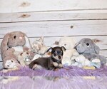 Small Photo #56 Chihuahua Puppy For Sale in CHARLESTON, AR, USA