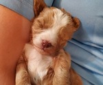 Small #26 Bernedoodle (Miniature)