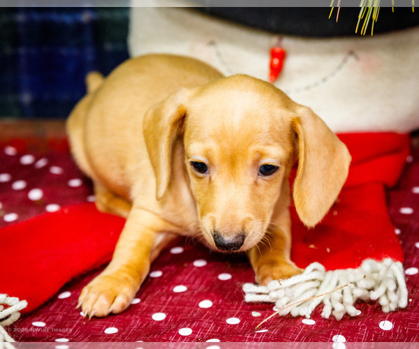 Medium Photo #2 Dachshund Puppy For Sale in WAKARUSA, IN, USA