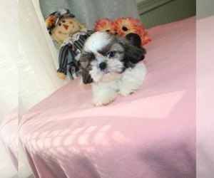 Shih Tzu Puppy for sale in THAYER, KS, USA