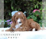 Small #2 Cavapoo