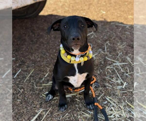 Medium Photo #2 Mutt Puppy For Sale in Modesto, CA, USA