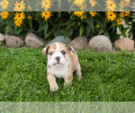 Small #3 English Bulldog